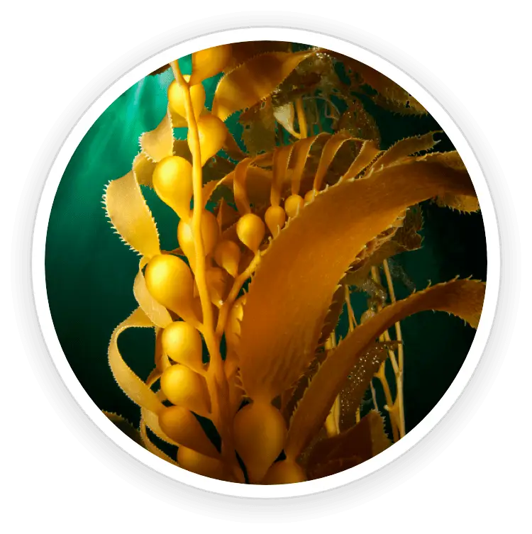prostadine natural ingredient