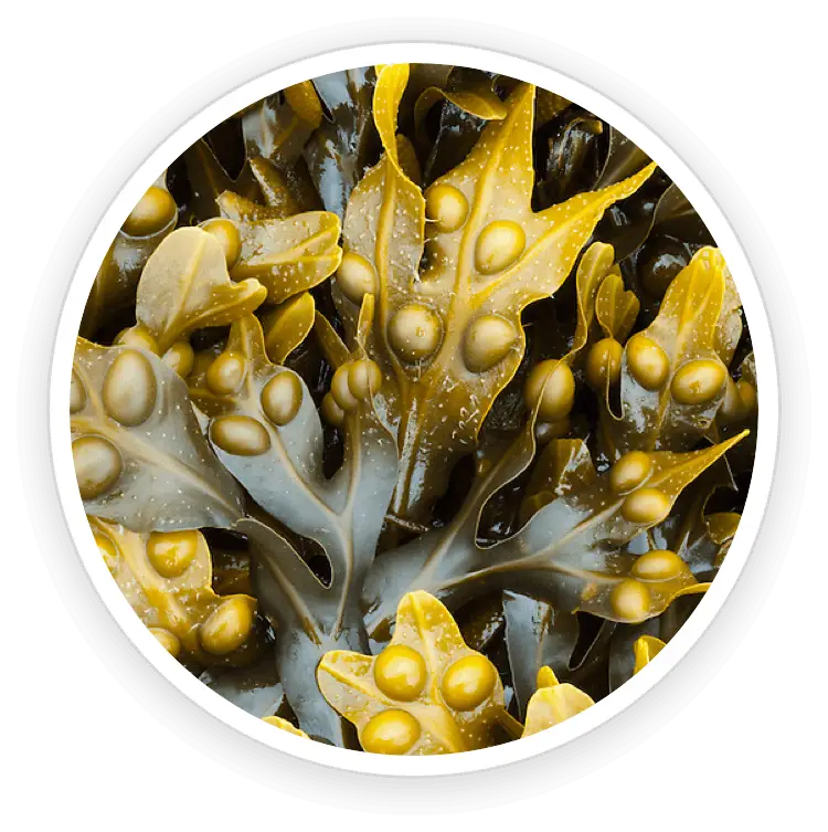 prostadine natural ingredient