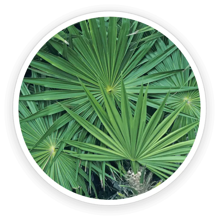 prostadine natural ingredient